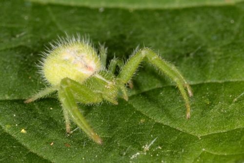 Heriaeus sp.